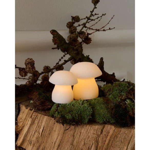 Duo de Champignons lumineux
